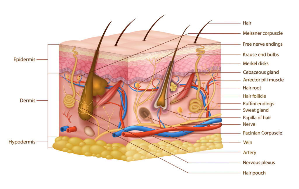 Diagram of the anatomy of the skin