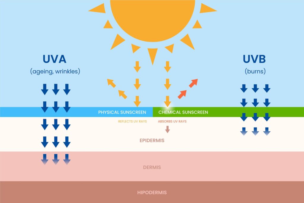 How the sun damages the skin infographic